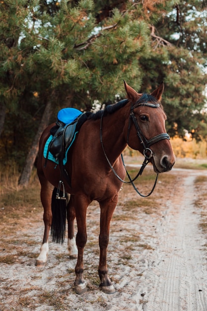 A brown horse walks in the autumn forest