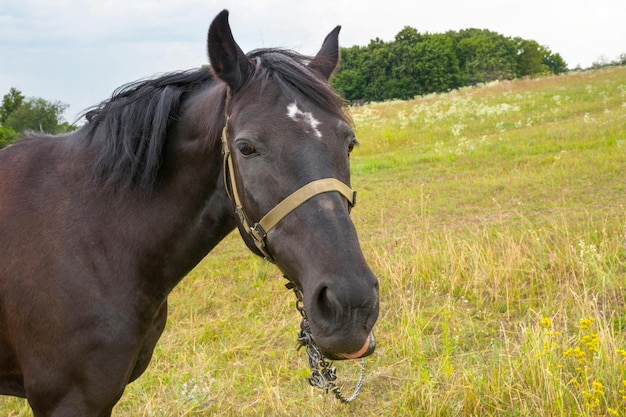 野生のクローズ アップで茶色の馬