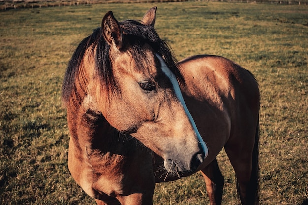 A brown horse with a black mane is resting in a field outdoors