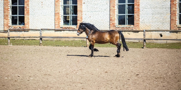 黒いたてがみを持つ茶色の馬がフェンスの後ろを歩く