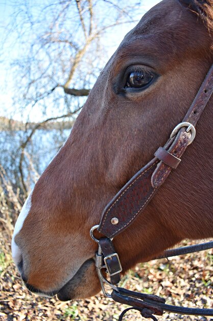 Photo a brown horse with a bridle and a brown bridle