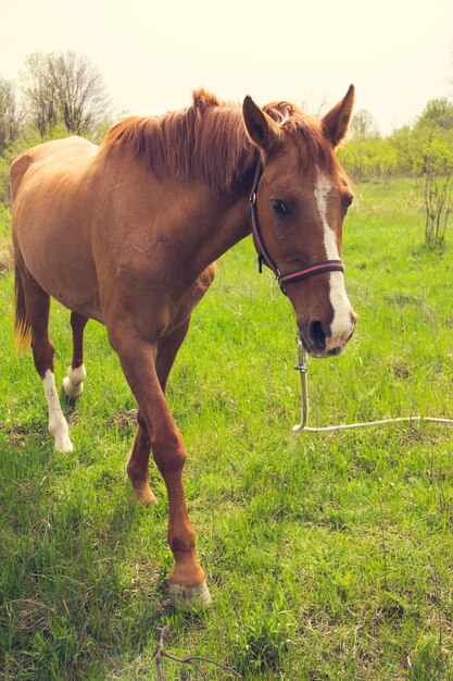 A brown horse with a light mane grazes on a leash in the steppe