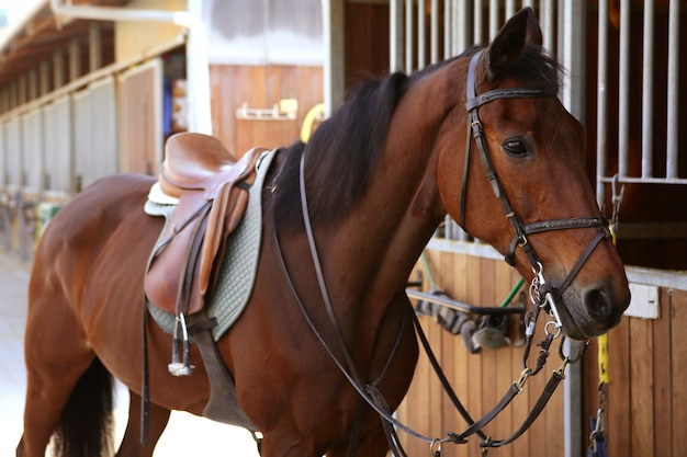 Sella Cavallo , 1. + 2. generazione cavalieri rosse-marroni 43112 