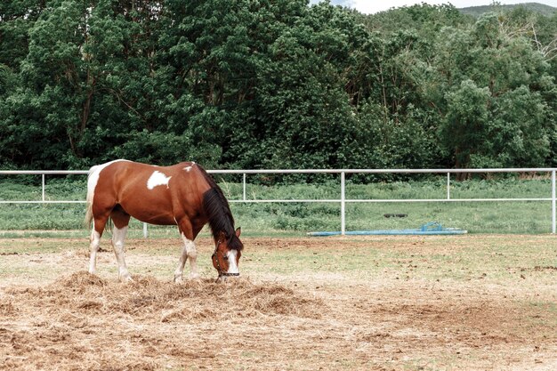 Brown horse with white spots grazing in the pasture