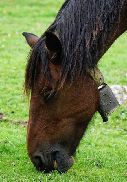 茶色の馬