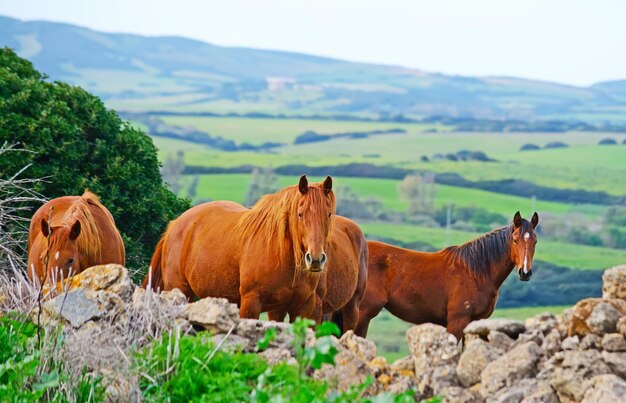 Brown horses in the countryside Sardinia