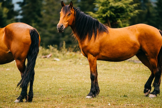 Brown horses pasturing on the field.