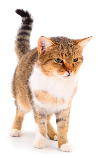 갈색 집 고양이