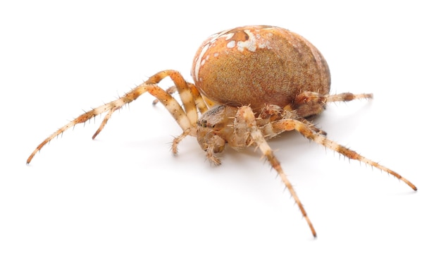 Brown house spider