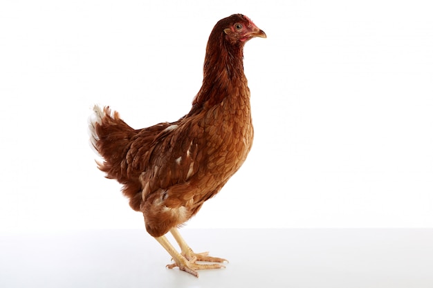 Brown hybrid hen  isolated on white