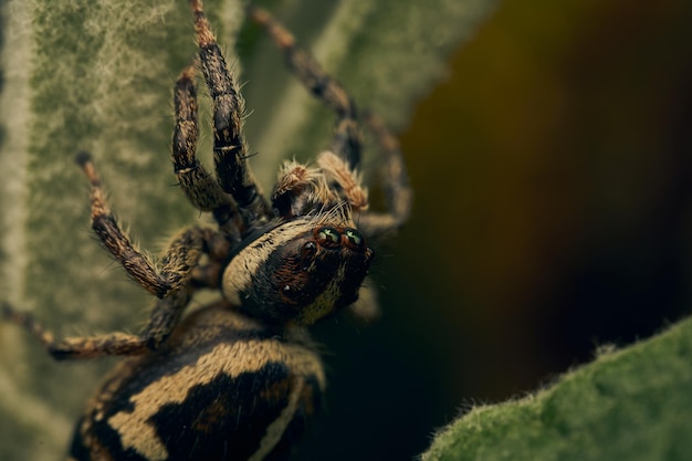 A brown jumping spider perched on a green leaf