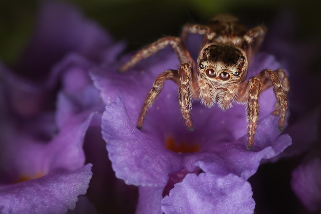 暗い背景の濃い紫色の花に茶色のハエトリグモ