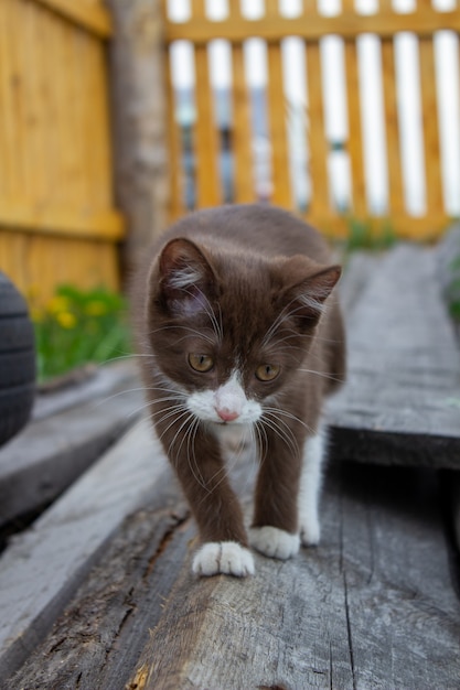 晴天の自然の中で、丸太の上に座っている茶色の子猫