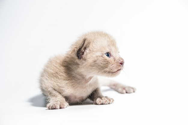 brown kitten.