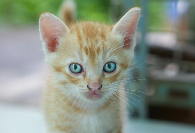 brown kitten