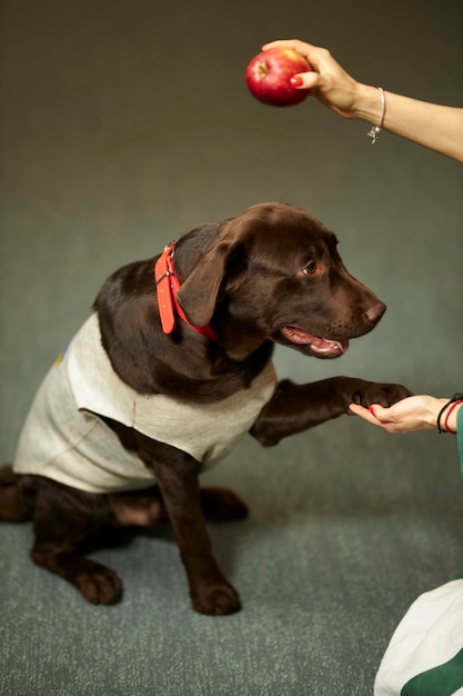 A brown Labrador dog gives its owner a paw The dog follows commands Clever dog dog handler