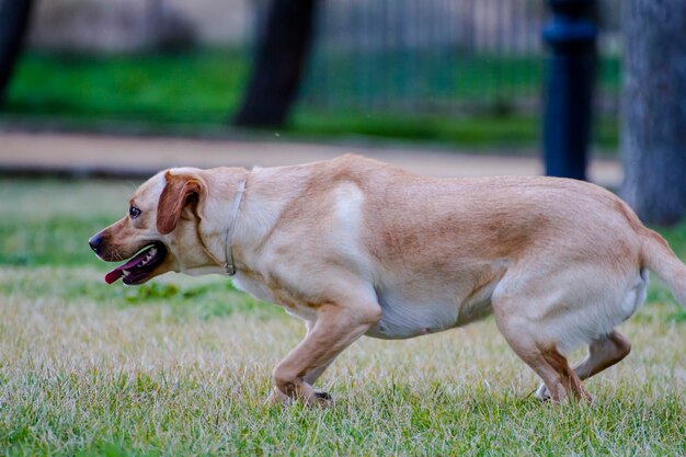 A Brown labrador in a grass field