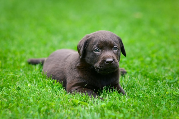 茶色のラブラドール子犬が緑の芝生でラブラドール子犬を遊んでいます