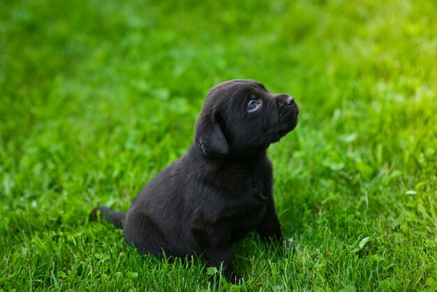 茶色のラブラドール子犬が緑の芝生でラブラドール子犬を遊んでいます