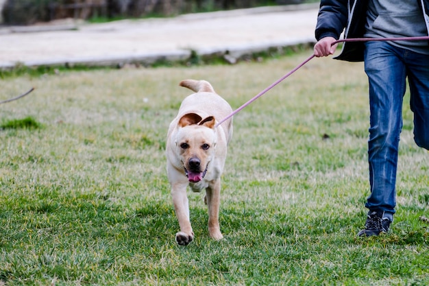 A Brown labrador running with a boy in a grass field