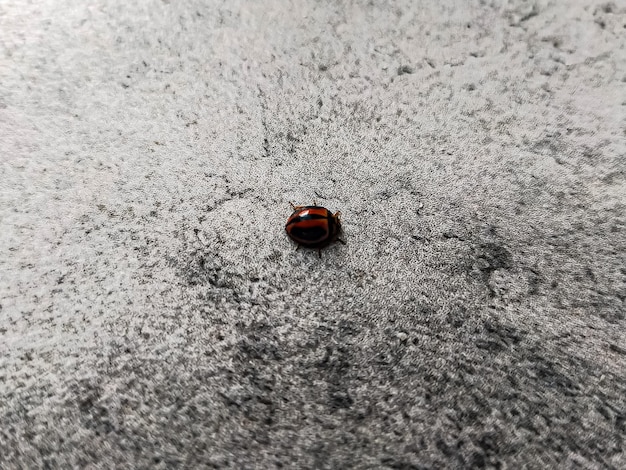 Brown lady bug on rough textured floor