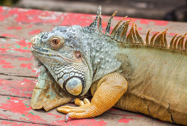 Brown lazy iguana