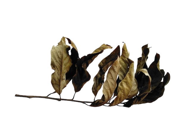 Brown leaf background Old leaf texture Dry brown leaves Old leaf on white background