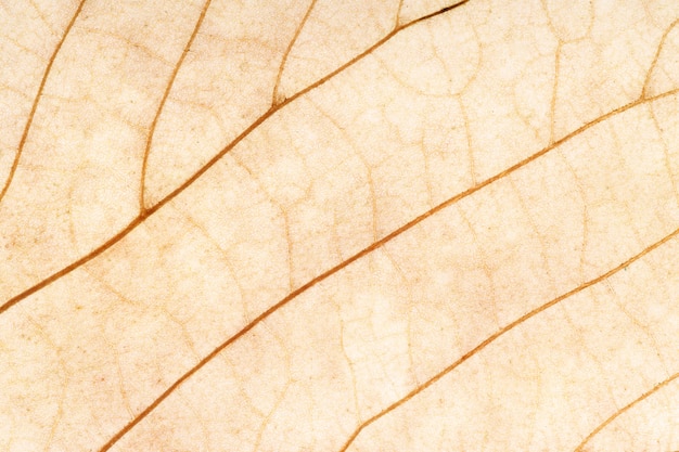 Photo brown leaf close up. background for design