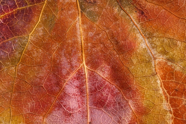 Brown leaf close up. background for design