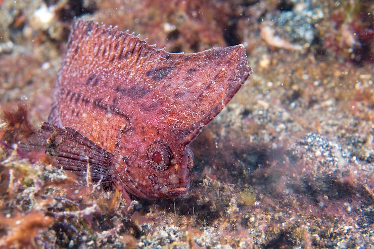 Photo brown leaf fish in siladen