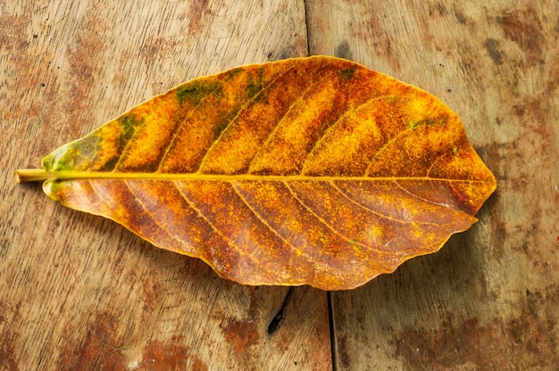 Brown leaf is placed on a wooden floor