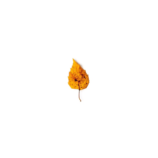 Brown leaf isolated on a white