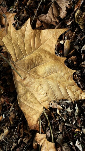 写真 エスト・フルの公園の秋の茶色い葉