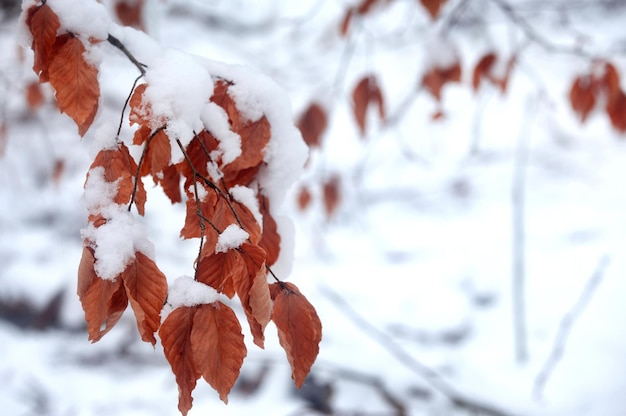 冬の間に雪で覆われた茶色の葉