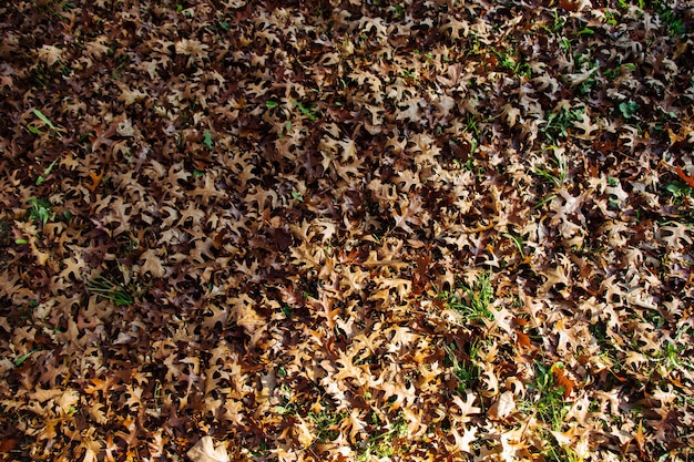 Brown leaf texture and background Dry leaves background texture