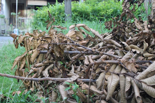 茶色の葉の小枝が草の上に落ちる