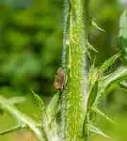 Photo brown leafhopper