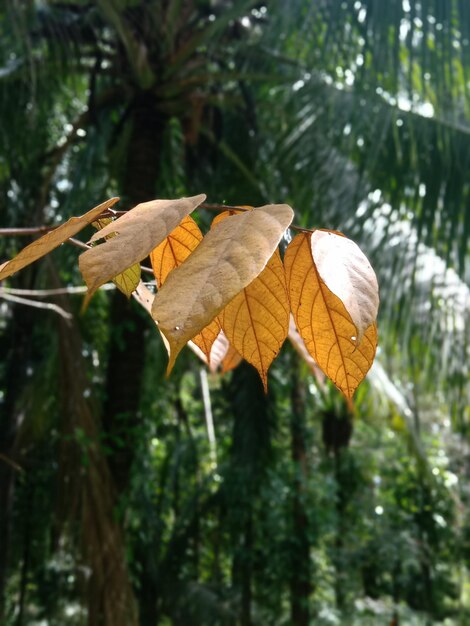 写真 茶色の葉が木の間で揺れる