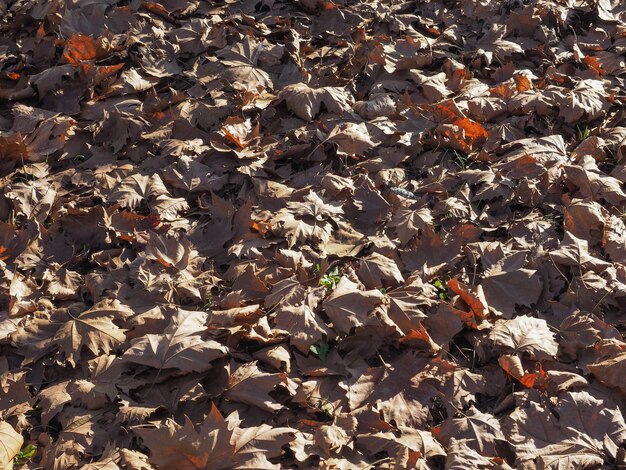 Brown leaves texture background