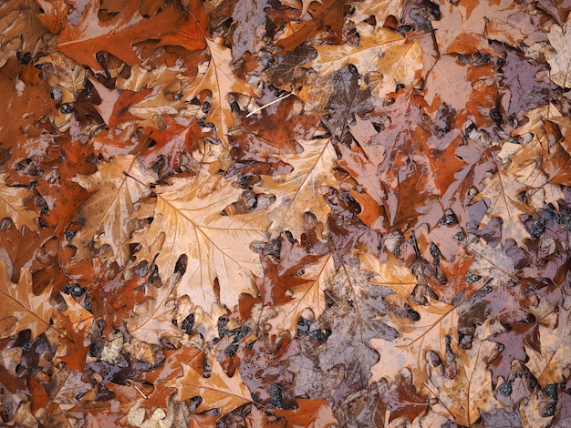 Brown leaves texture background