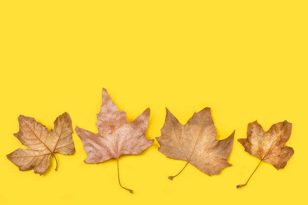 Brown leaves on a yellow background and in a top view