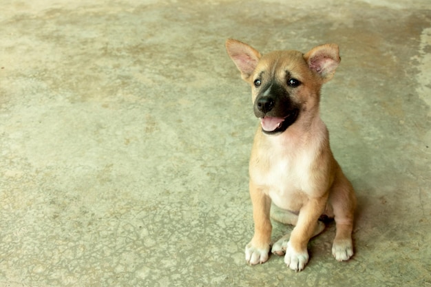 茶色の小さな犬の子犬は、コンクリートの床の背景に座っています