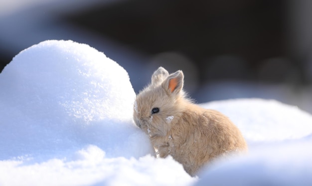 Маленький коричневый кролик в снегу