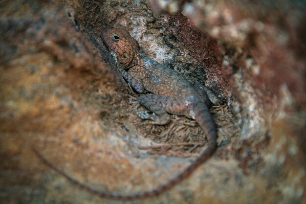 Brown lizard hiding in a rock