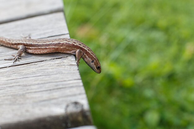 A brown lizard on a wooden board in a summer garden on a green grass background