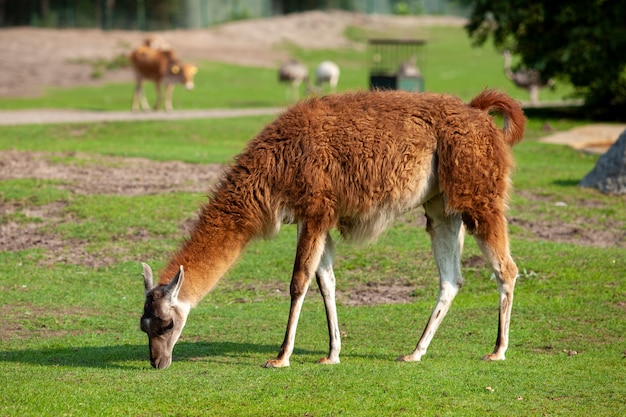 A brown llama grazes in a meadow and eats green grass