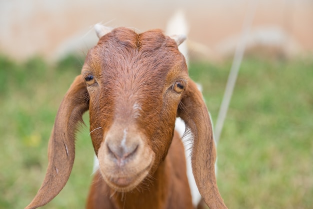 Brown lovely Goat looking the camera with green nature background