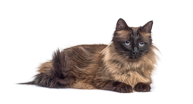 Brown lying down Crossbreed cat isolated