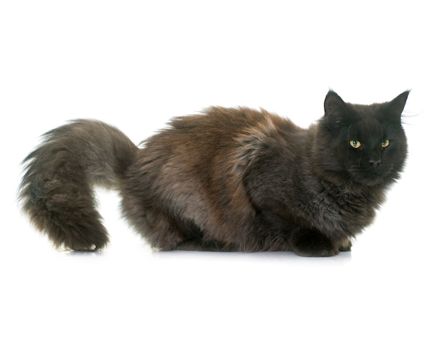 brown maine coon