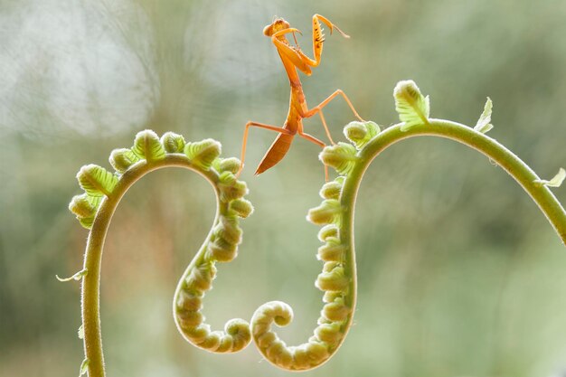 Photo brown mantis on fern and leaves